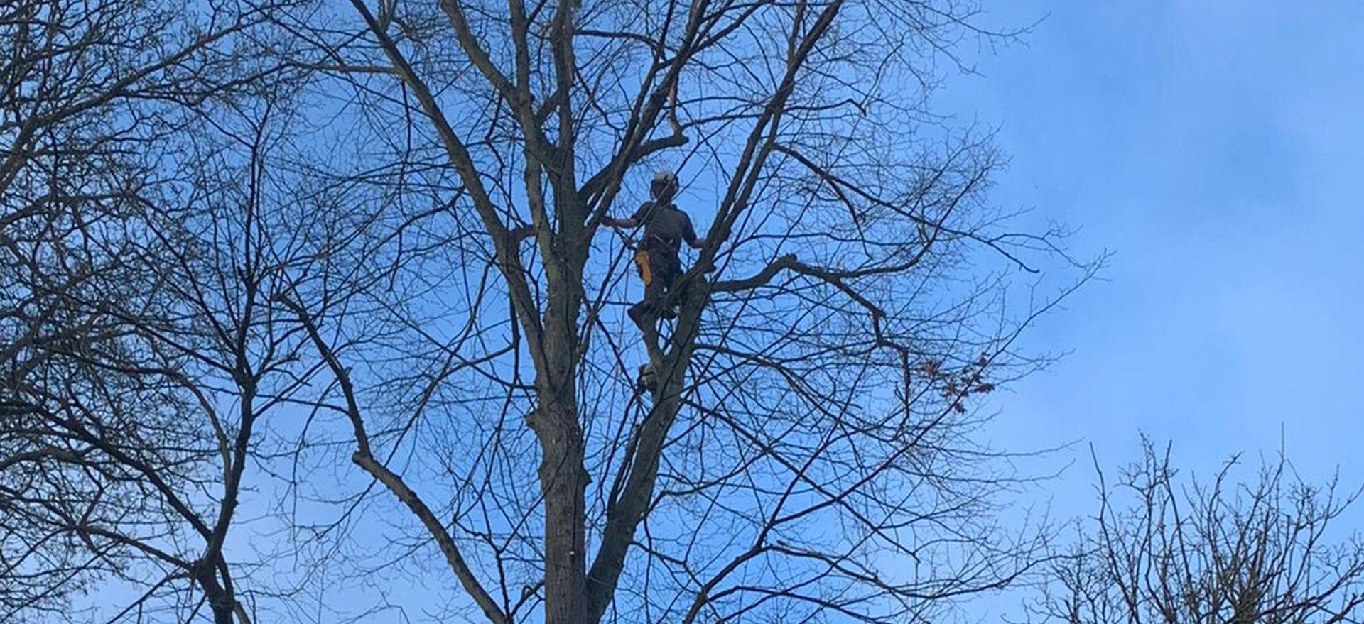 Arbscape Tree Surgeons Ltd - Home | Tree Removal | Coventry